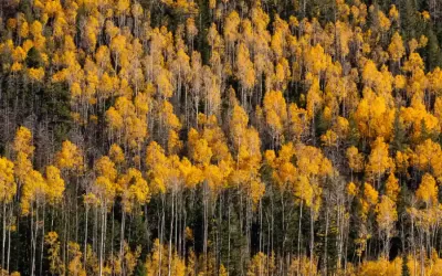 From Fantasy to Reality: Redefining Love After Codependency