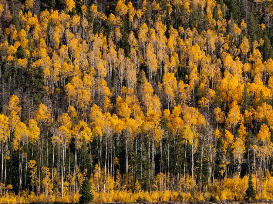 codependency-therapy-image-6a