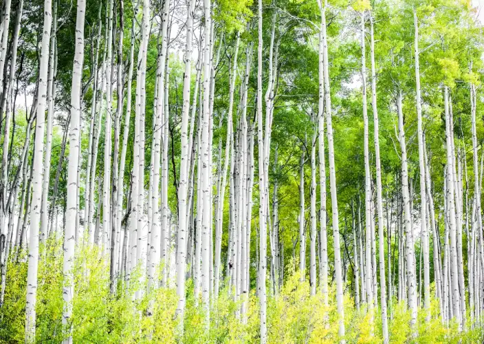 trauma-therapy-aspen-grove-iamge-1 Rocky Mountain Autumn Landscape